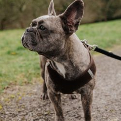 Dog Walking